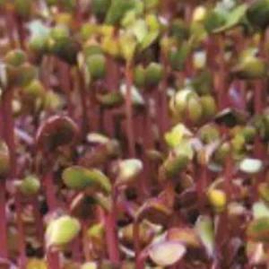 적콜라비종자 새싹채소종자 적콜라비새싹 웰빙야채 채소키우기