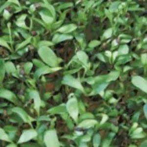 웰빙야채 알파파씨앗종자 웰빙새싹키우기 새싹채소종자