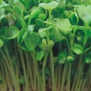 새싹무순종자 새싹채소키우기 야채씨앗 야채새싹종자 600g