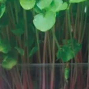 새싹채소씨앗 300g 야채씨앗 야채재배종자 새싹메밀씨앗