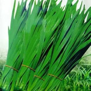 채소씨 야채종자 부추야채종자 채소품종씨앗 부추씨앗