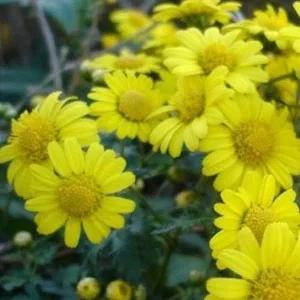 500g야생화종자 정원용 500g 정원용산국화씨 야생화종자