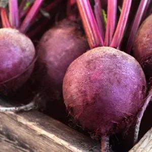 야채종자 채소씨앗 비트채소씨앗 200g 비트종자 콜라비씨200g