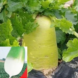 20g 김장무씨앗 채소종자 가을무품종 김장채소씨앗 자작채소재배