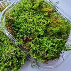 코케다마식물 덩쿨 이끼 인삼 코케다마덩쿨 인삼이끼식물