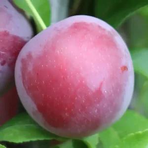 [충북농원] 이쿠미 자두나무 묘목 - 1년생/접목묘