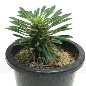 괴마옥 다육이 유포르비아 파인애플 선인장 화분 아프리카 식물 키우기 소품