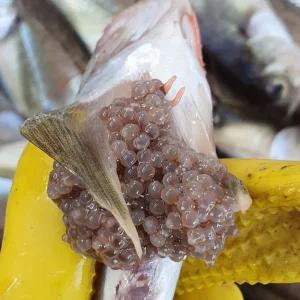 동해안 제철 알도루묵 1팩 5-7미내외 450-550g내외 국내산도루묵 생물