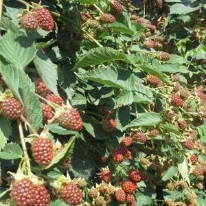 복분자묘목 슈퍼복분자 블랙베리묘목