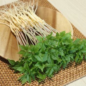 전남 무안 수경재배 새싹삼 대 100뿌리