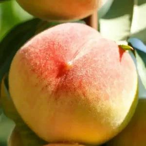 [충북농원] 조생유명 (올유명) 복숭아나무 묘목 - 1년생/접목묘