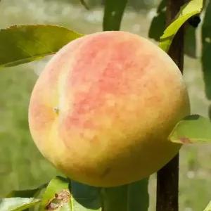 [충북농원] 서왕모 백도 복숭아나무 묘목 - 1년생/접목묘