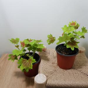 [소나무길] (2개묶음) 해충퇴치식물 단풍 제라늄 벤쿠버 제라늄 소형 079 화원 농원