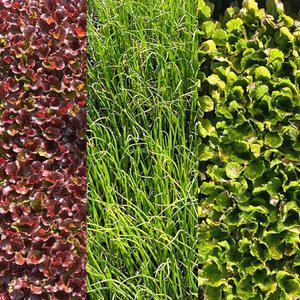 한국모종판매 양파모종 상추모종 장미상추 배추 대파 양배추모종 봄동 조선상추