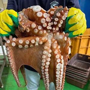 [자연맛남][산지직송] 국내산 자연산 돌문어 1kg(1-3미)