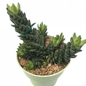 베하몰 실내 화초 용발톱 다육 식물 20cm이 인테리어 인테리어용 용이 다육이