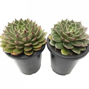 베하몰 실내 화초 1+1 루돌프 다육 식물 15cm이 인테리어 인테리어용 다육이