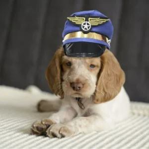 강아지 생일 파티 아메리칸 포스트 모자산책용 산책용 애견 반려견 패션 애완견