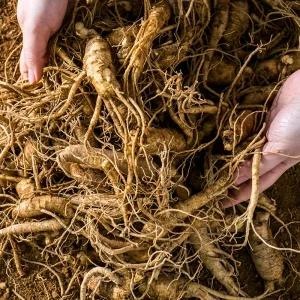 금산인삼 1kg 가정용삼 삼계삼 요리용 막삼 수삼 못난이삼 파삼 실속삼 백숙 오쿠삼 가정용삼 홍삼 제조용