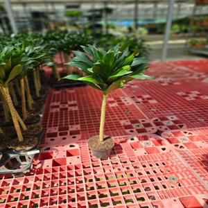 키카큰 롱 콤팩타 외목대 드라세나 콤팩타 콤펙타 중품 50-70cm 119