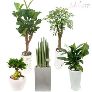 용인시 처인구사무실개업화분 처인구 병원개원화분 전국꽃배달 라플라워