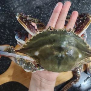 산지 서해안 연평도 생물꽃게 활 암수 랜덤 꽃게 1kg 1개