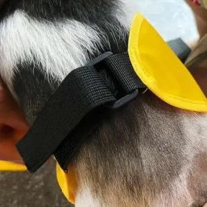 강아지우비 우비 강아지비옷 강아지 중형견 비옷 중형 중형견우비