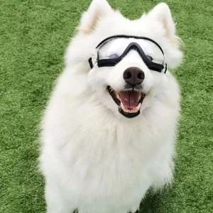 잔솔 강아지 고글 안경 반려견 애선글라스 도글라스 멍글라스 고양이 애견
