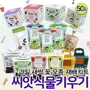씨앗 식물 키우기 재배키트 50종 / 강낭콩 토마토키우기 원예체험 텃밭가꾸기 새싹