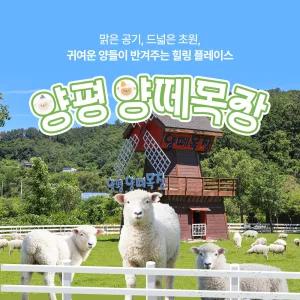 [경기] 양평 양떼목장