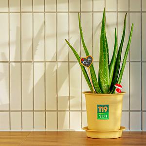 알로에화분 키우기 DIY KIT 1세트 ( 알로에 식물 묘목 미니화분 )