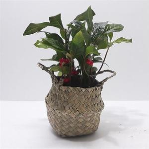 천냥금 천냥금 실내인테리어식물 키우기쉬운식물 해초바구니