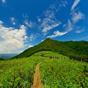 [인제] 부산출발 인제 자작나무숲 곰배령 봄꽃 트래킹 1박2일 국내 테마
