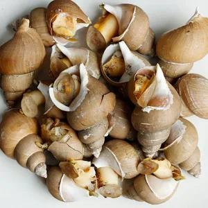 [더조은] 싱싱한 활 백고동 백골뱅이 (특대) 8-13미