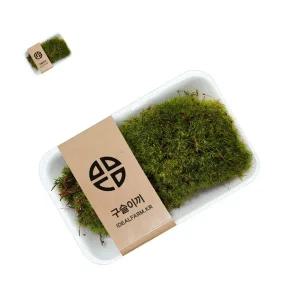 (제스트)구슬이끼 공기정화 테라리움 모사리움 자연학습