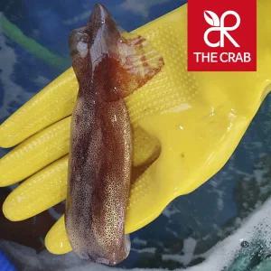 동해안 활 오징어 1kg 생물 냉동 총알 초코오징어 회 통찜