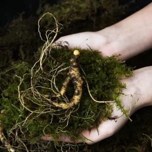 하루일삼 산양삼 강원도 장뇌삼 8~10년근