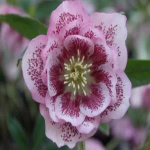 헬레부르스 더블 핑크 스팟티드 10cm 포트묘 크리스마스로즈 겨울장미 겨울 꽃 노지월동 야생화