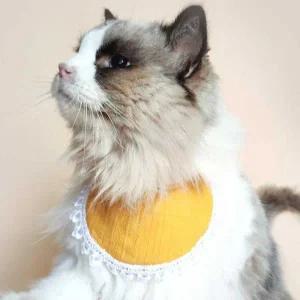 [골드스마일]고양이 반려 묘 액세서리 턱받이 케이프 코디 애견 고양이스카프