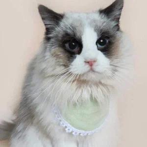 [골드스마일]강아지 고양이 반려 동물 턱받이 케이프 악세서리 강아지턱받이