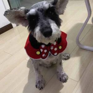 [골드스마일]강아지 턱받이 강아지스카프 강아지옷 애견용품