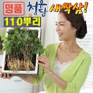 명품 청유담 새싹삼 110뿌리 산양삼 장뇌삼