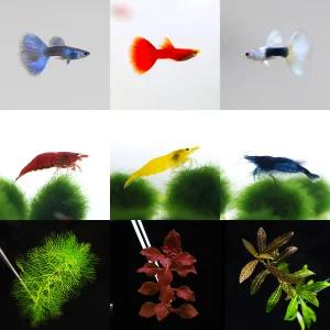 [천원의행복] 100종류 구피,베타,열대어,물고기,관상새우,체리새우,관상어 한마리 천원부터