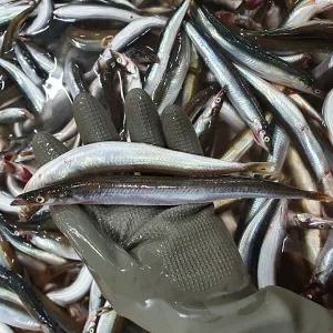 햇 양미리 1kg 튀김 조림 도리뱅뱅