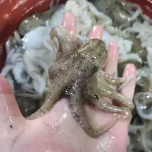 국산 연안 활 쭈꾸미 1kg(12미 내외)