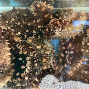 바다의보양식 활 해삼 500g