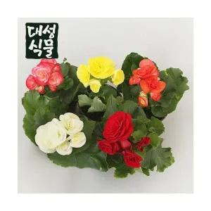 꽃베고니아 3개입 랜덤 공기정화식물 베고니아 플랜테리어 소형 야생화 대성식물