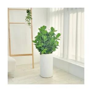 거실화분 실내화초 개업축하화분 대형 크루시아