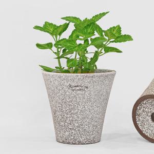 마이플랜트 로자리안 스노우 버킷팟 분갈이 국산 화분 인테리어 토분