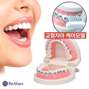 교육 치아모형 인체 이 이빨 구강관리 양치 교보재 치과 교정기 틀니 교정 실습 교구 덴티폼